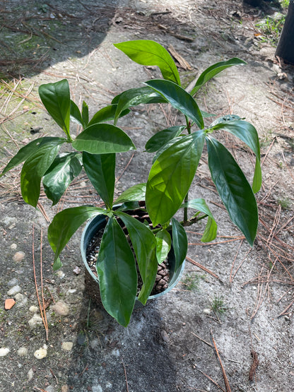 Psychotria Nexus (hybrid of P. Viridis and P. Carthagensis) LARGE