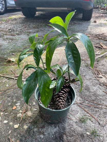 Psychotria Nexus (hybrid of P. Viridis and P. Carthagensis) LARGE