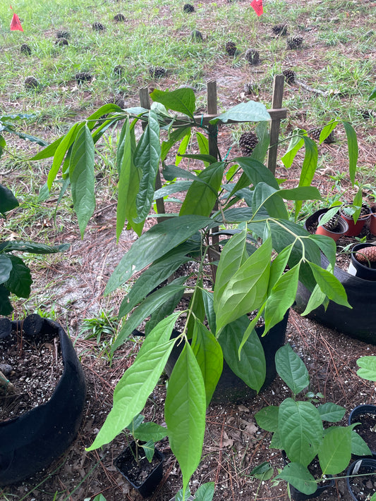 Diploterys Cabrerana (Choliponga)