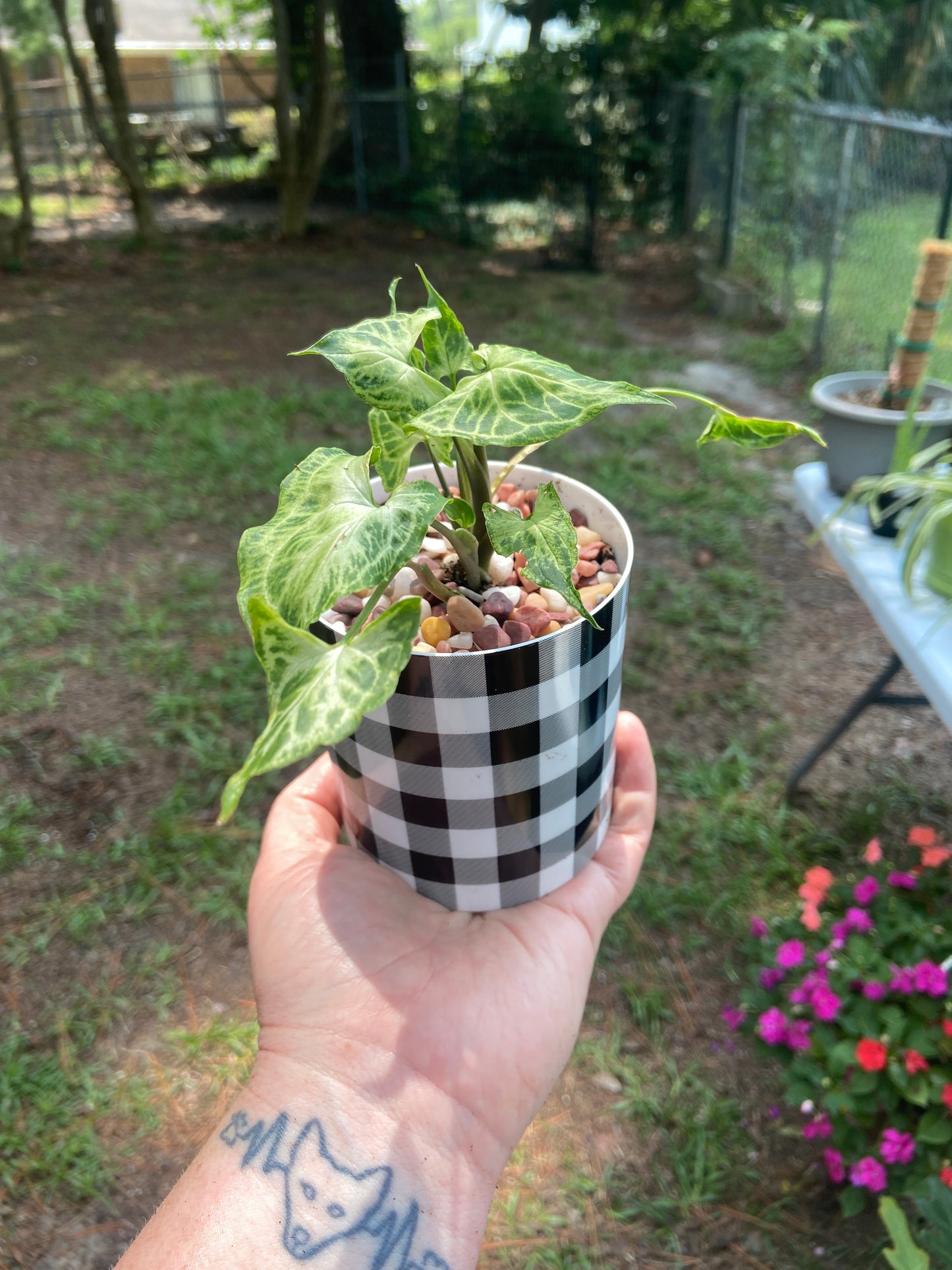 Syngonium Podophyllum (Arrowhead Plant)