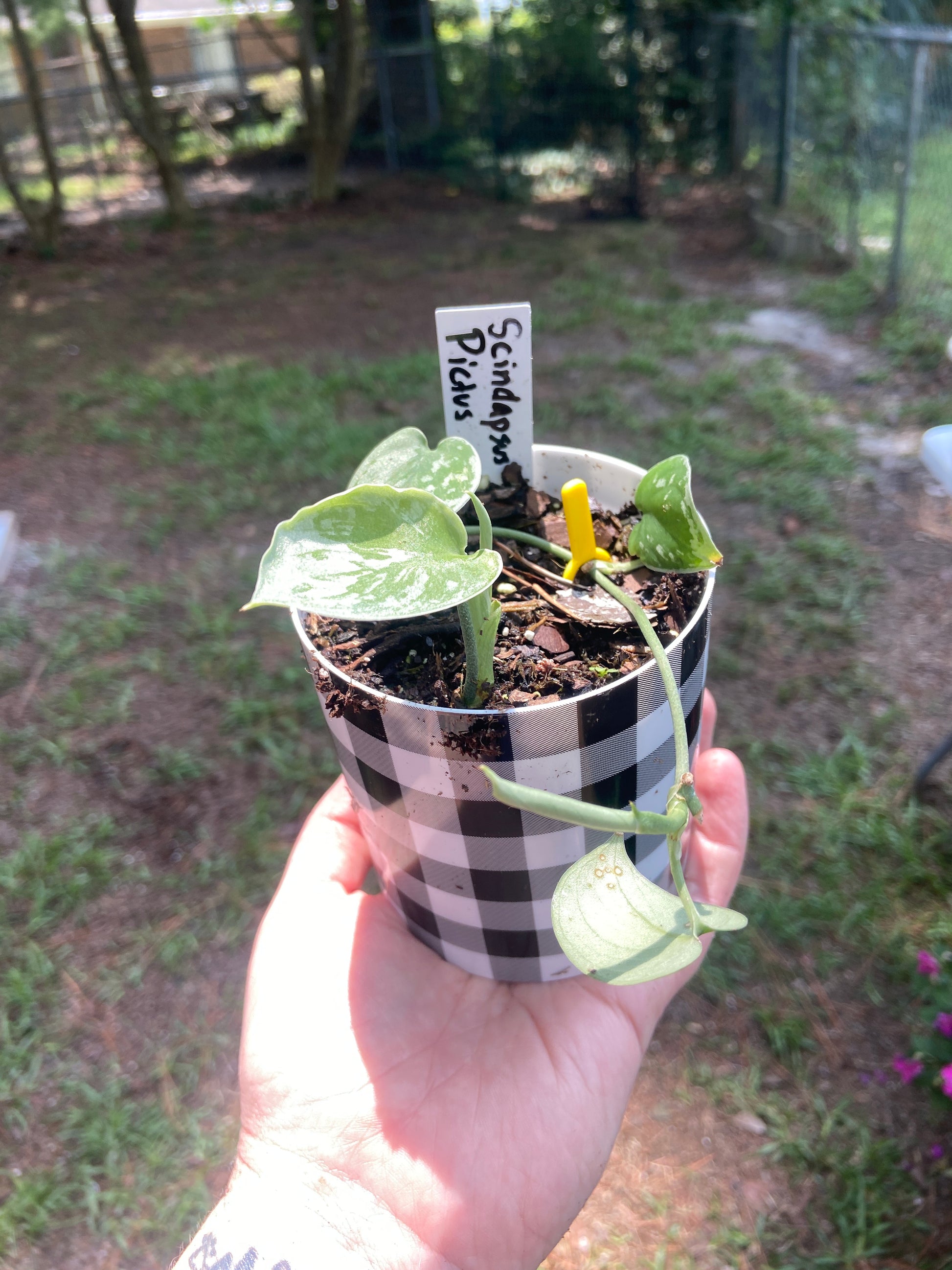 Scindapsus Pictus Satin Pothos