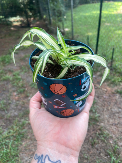 spider plant in a pot