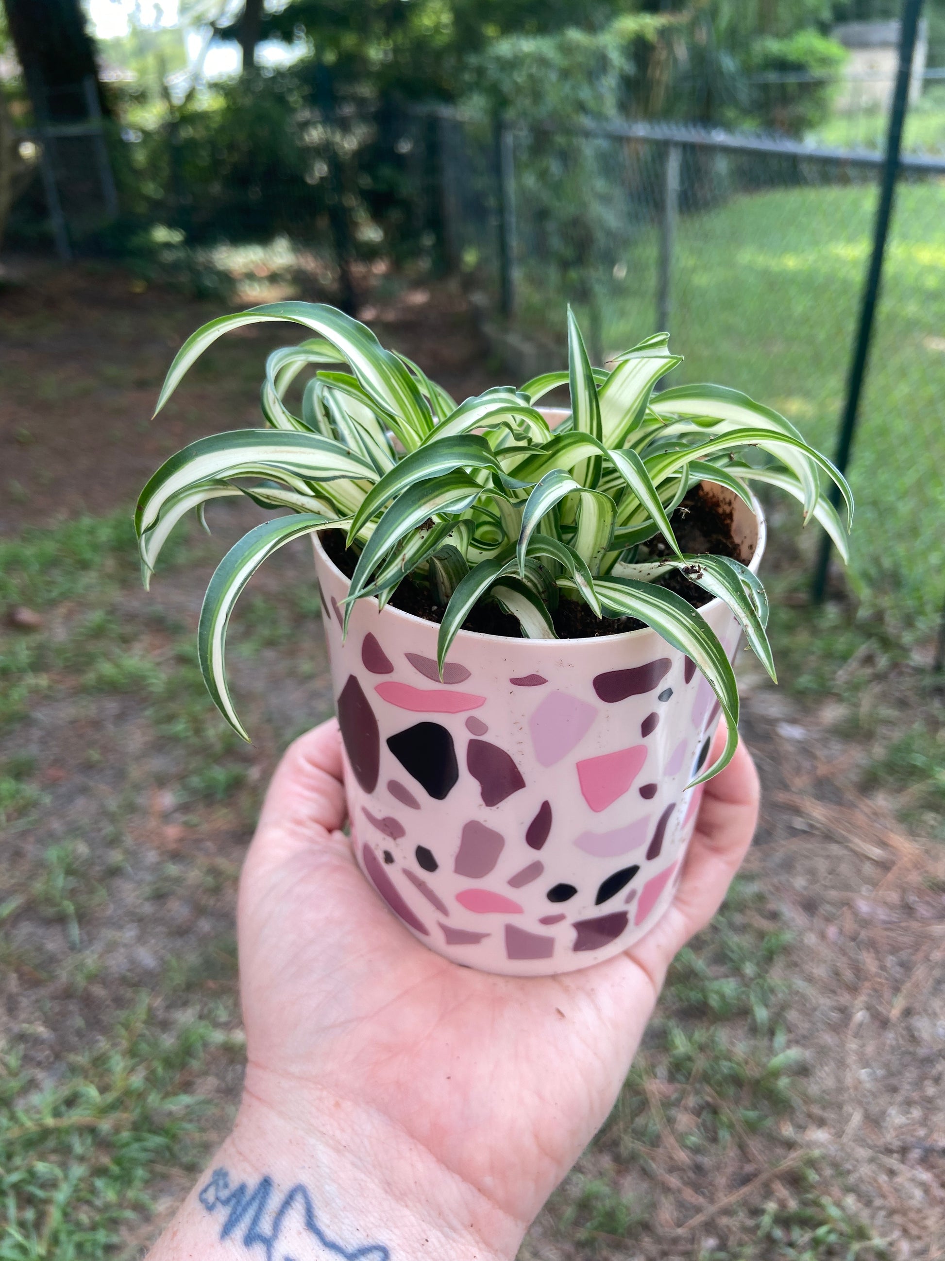 spider plant in a pot