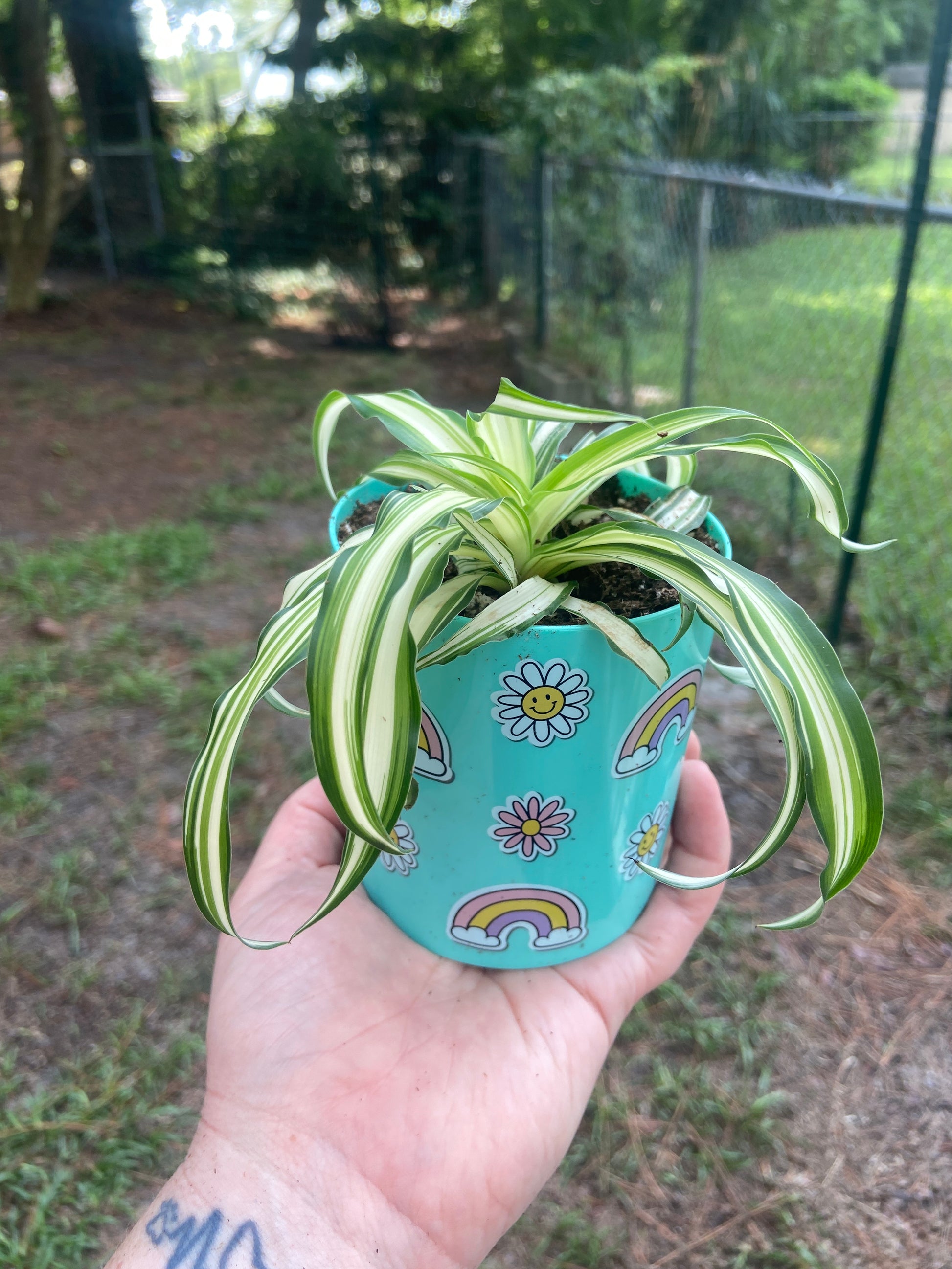 spider plant in a pot