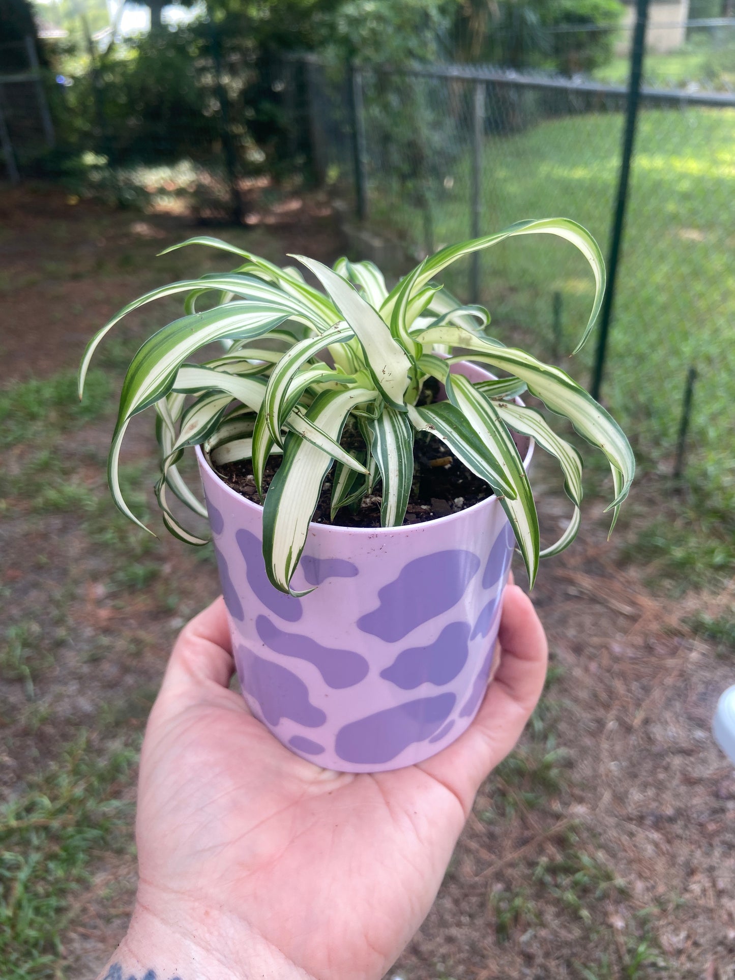 spider plant in a pot