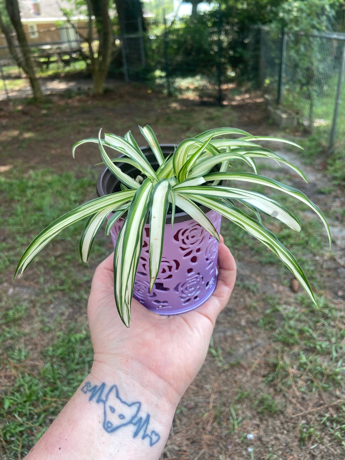 spider plant in a pot