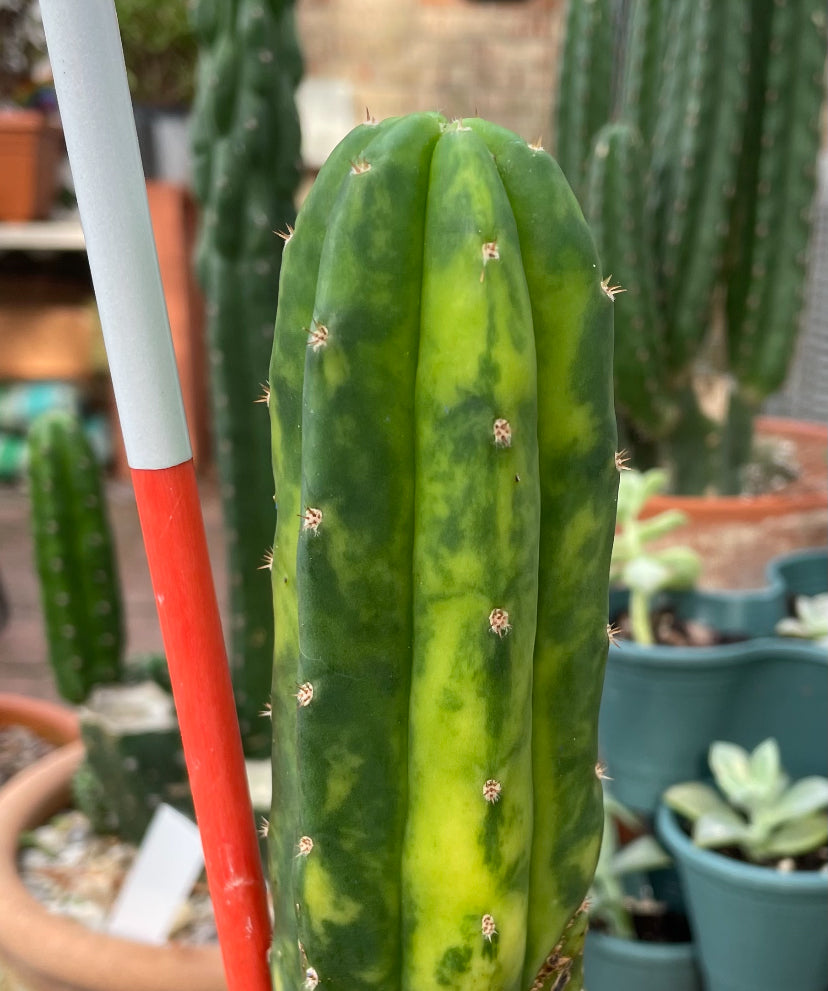 Variegated PC Cactus