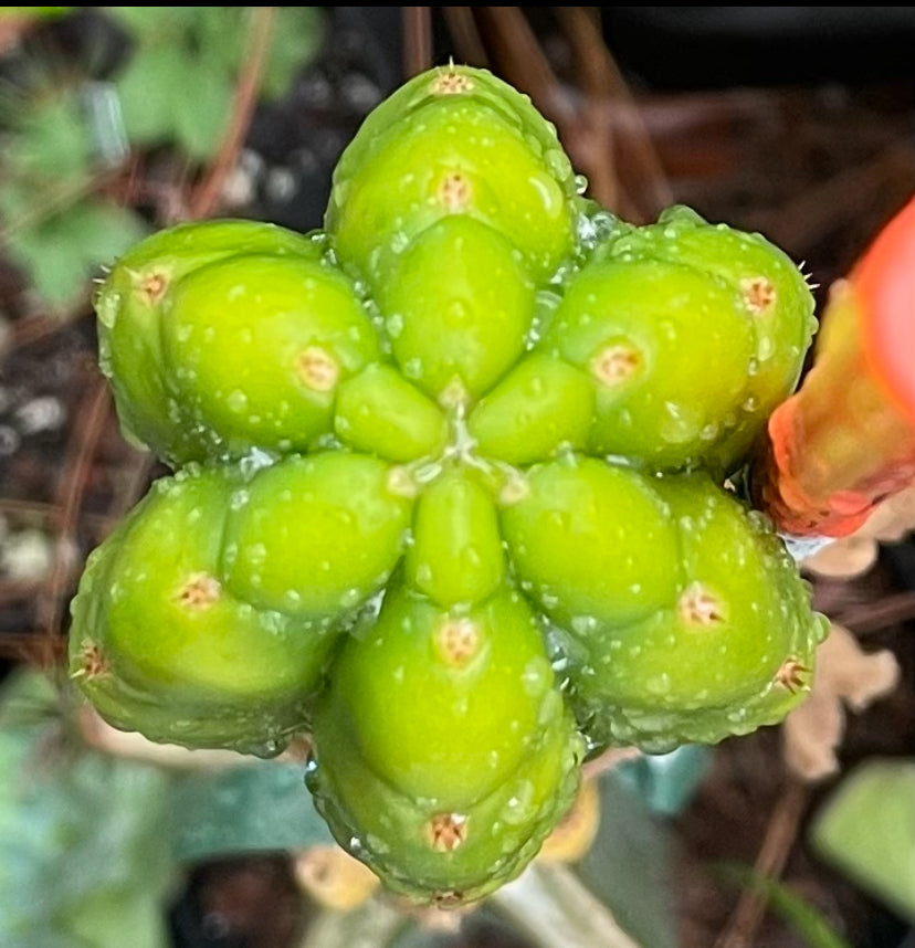 top of Sherpa Cactus