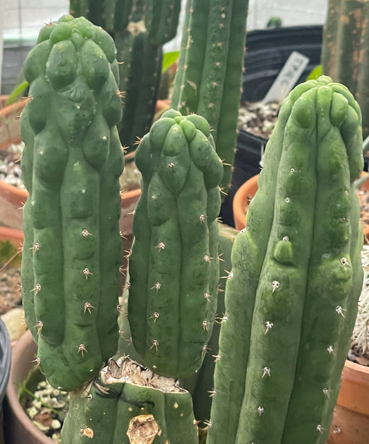 Trichocereus Pachanoi Monstrose cactus