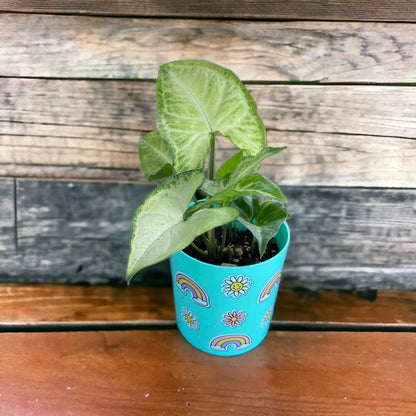 Syngonium Podophyllum (Arrowhead Plant)