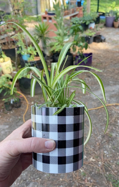 spider plant in a pot