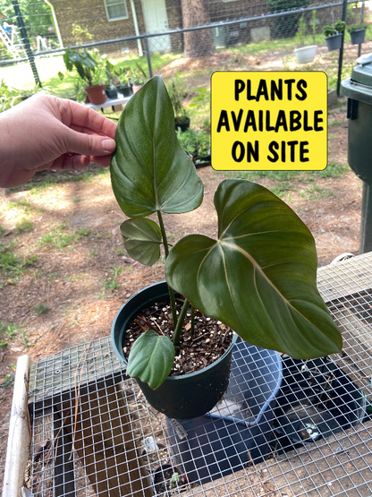 Summer Glory Philodendron