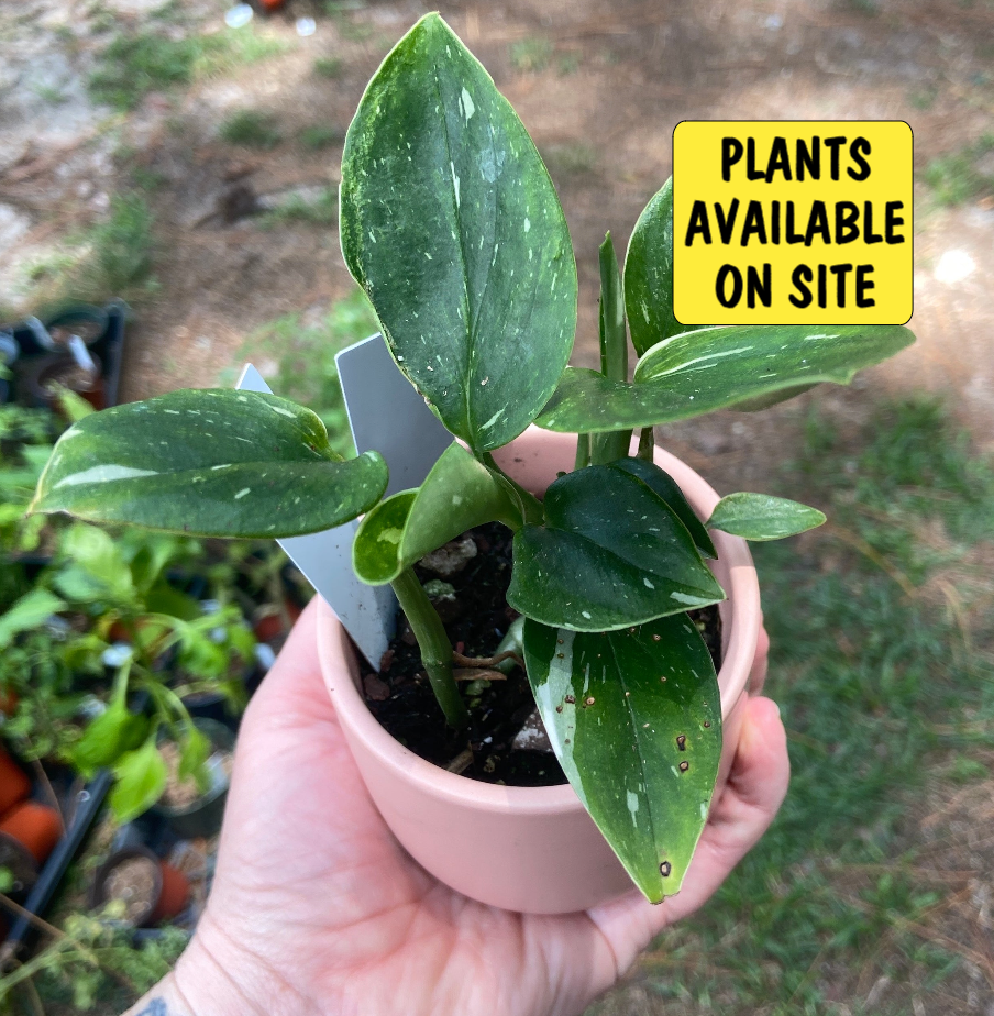 Monstera Farm Monstera Standleyana β Sugar Bear Farm β SugarBearFarm