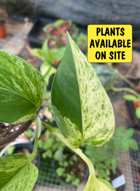 marble queen pothos