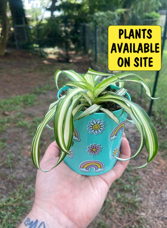 spider plant in a pot