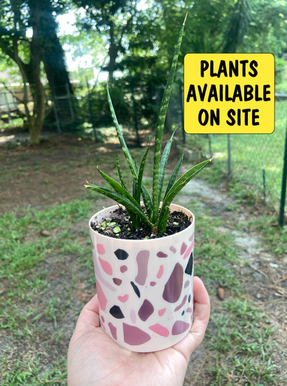 dracaena angolensis price Dracaena angolensis