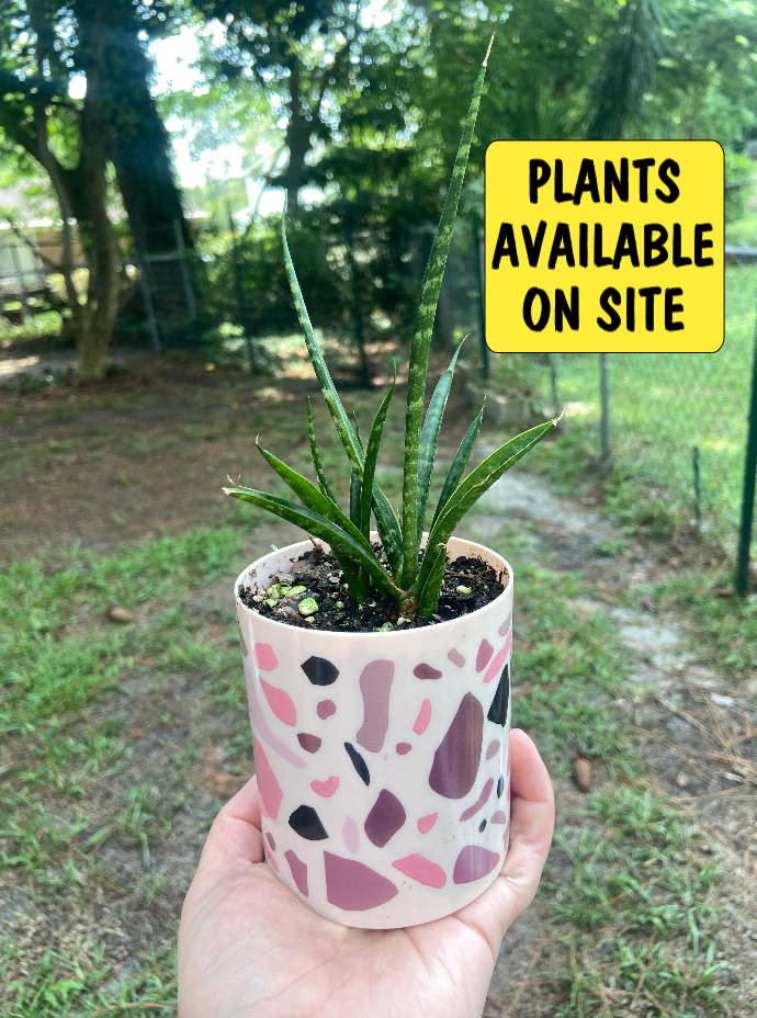 snake plant in a pot