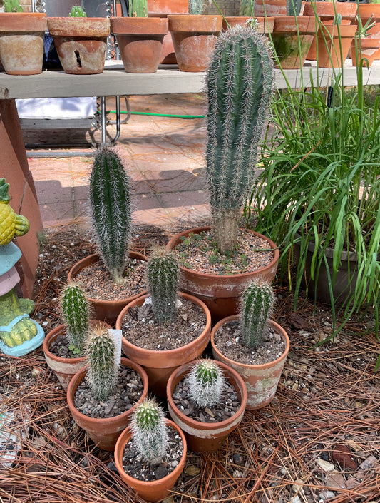 Pachycereus Cactus