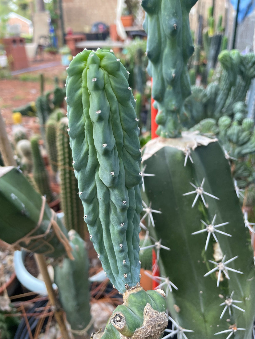 Myrtillocactus Geometrizans Monstrose "Glorp" Cactus