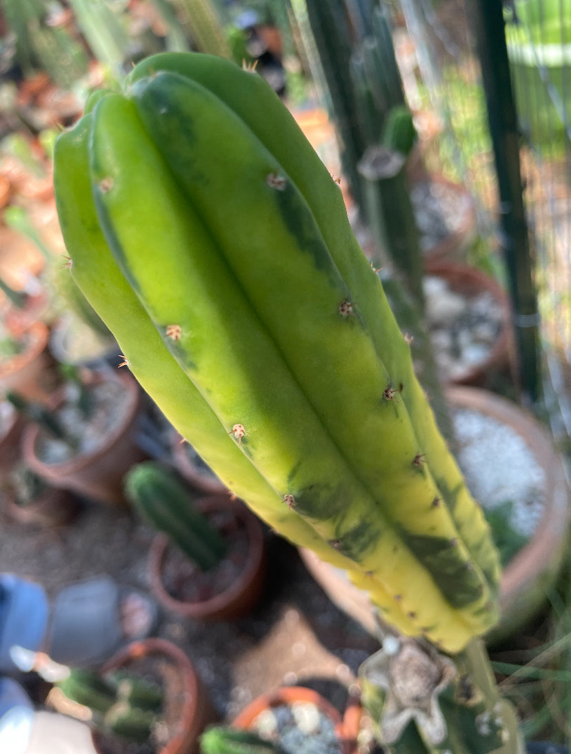 Variegated PC Cactus