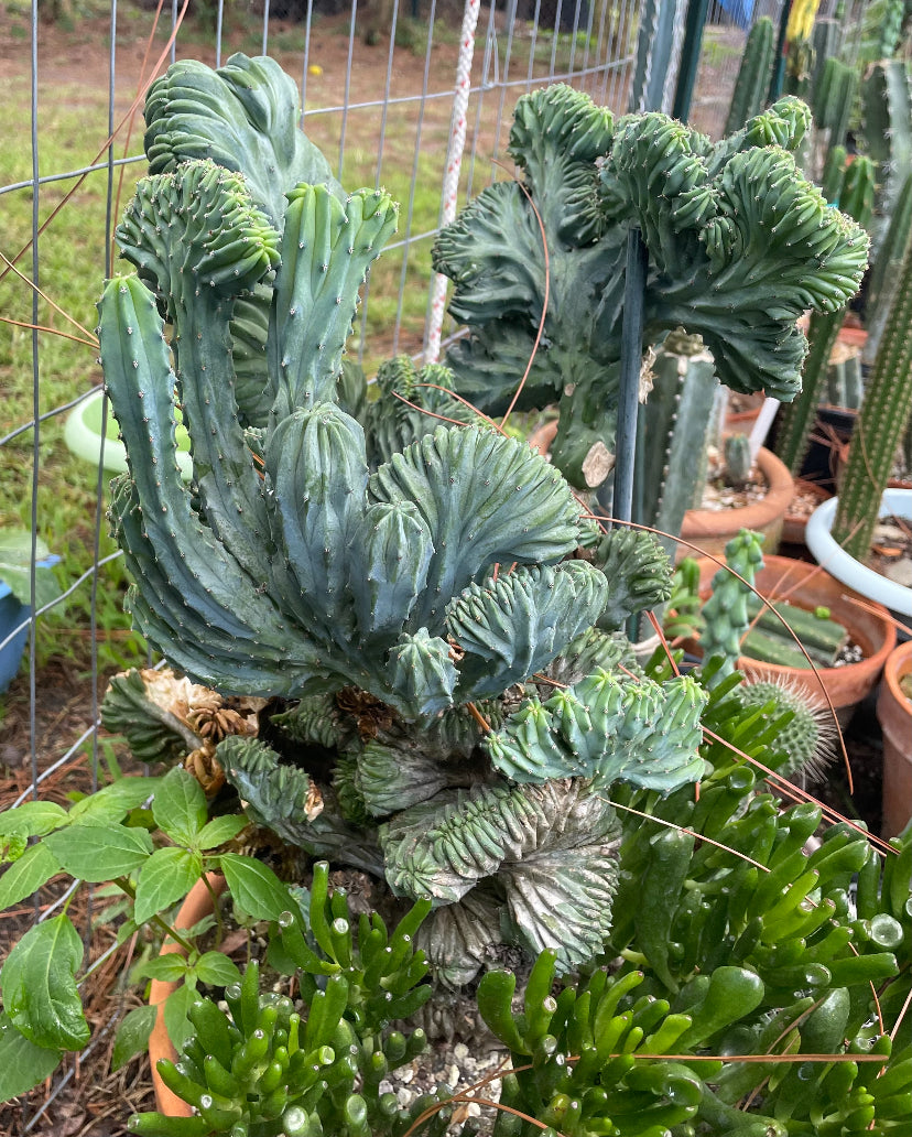 Myrtillocactus Geometrizans Monstrous "Elite" cactus