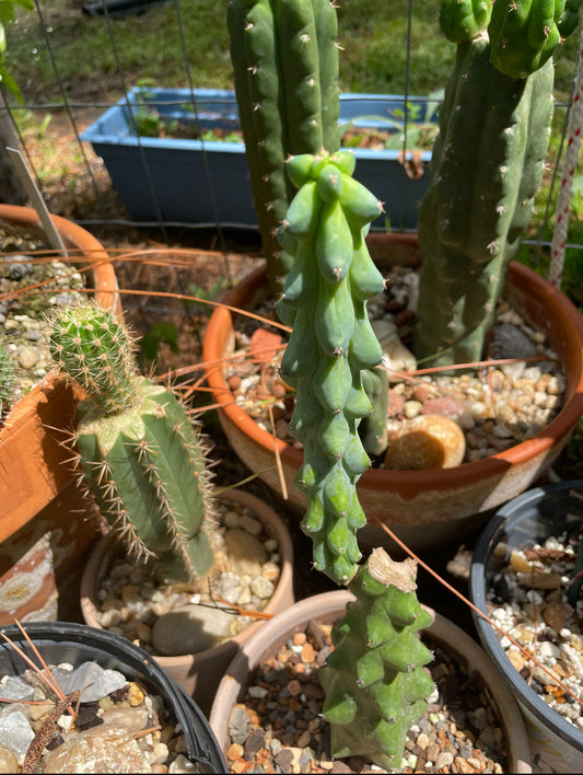 Myrtillocactus cactus