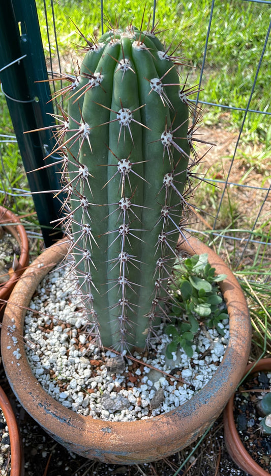 Taquimbalensis Cactus