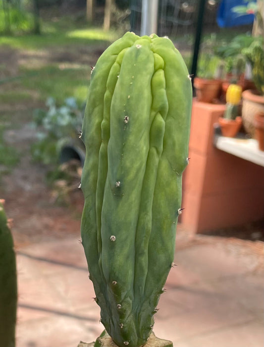 Myrtillocactus "Grecas"