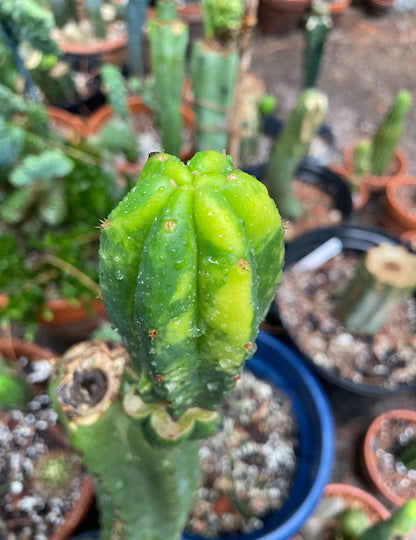 Variegated PC Cactus