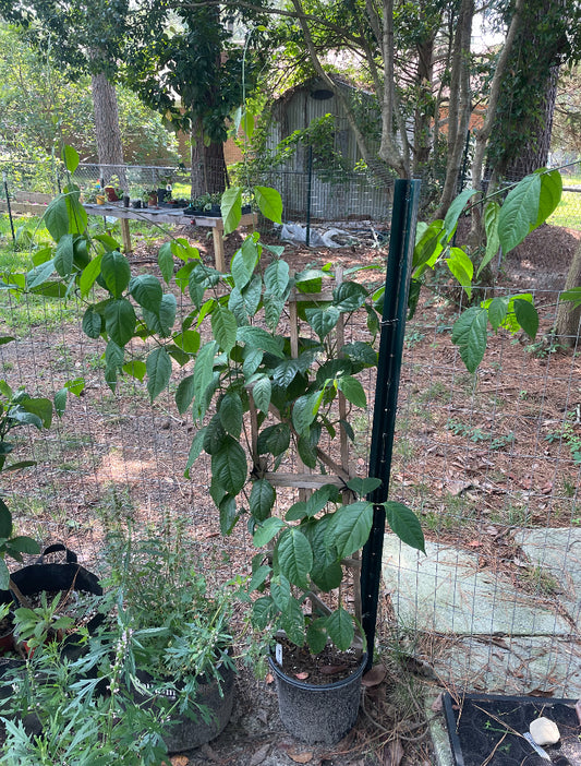 tall Banisteriopsis Caapi yellow plant