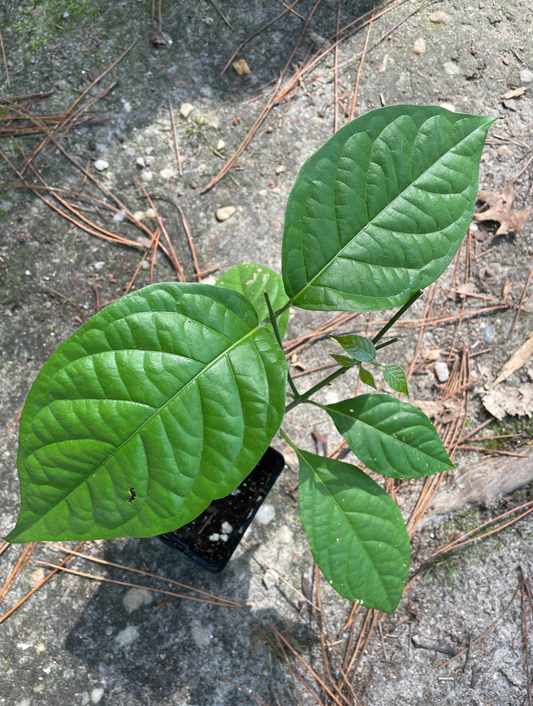 Red Caapi (Banisteriopsis Caapi)