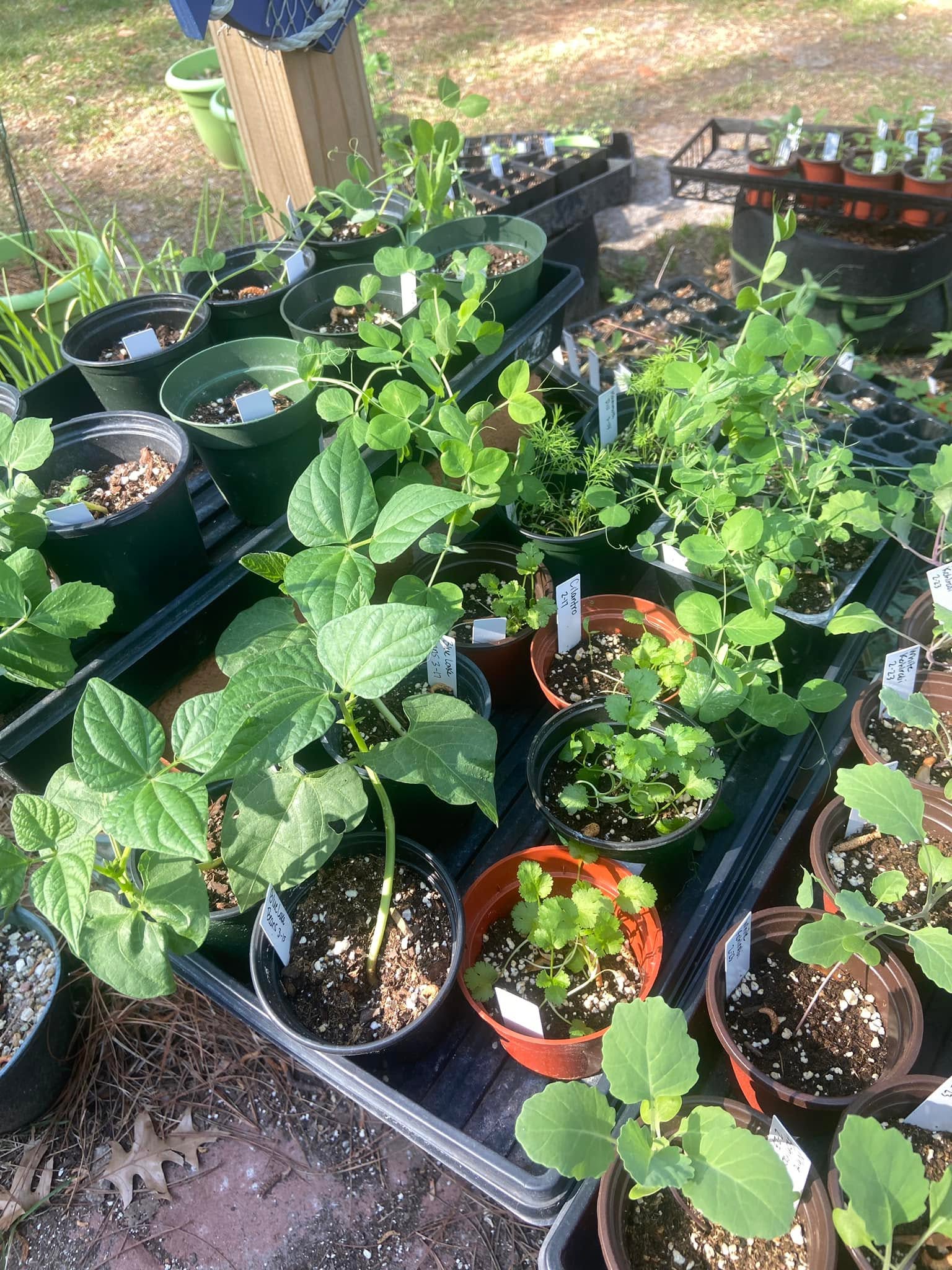 A collection of green leafy plants in various black, brown, and terracotta pots arranged on black nursery trays outdoors.