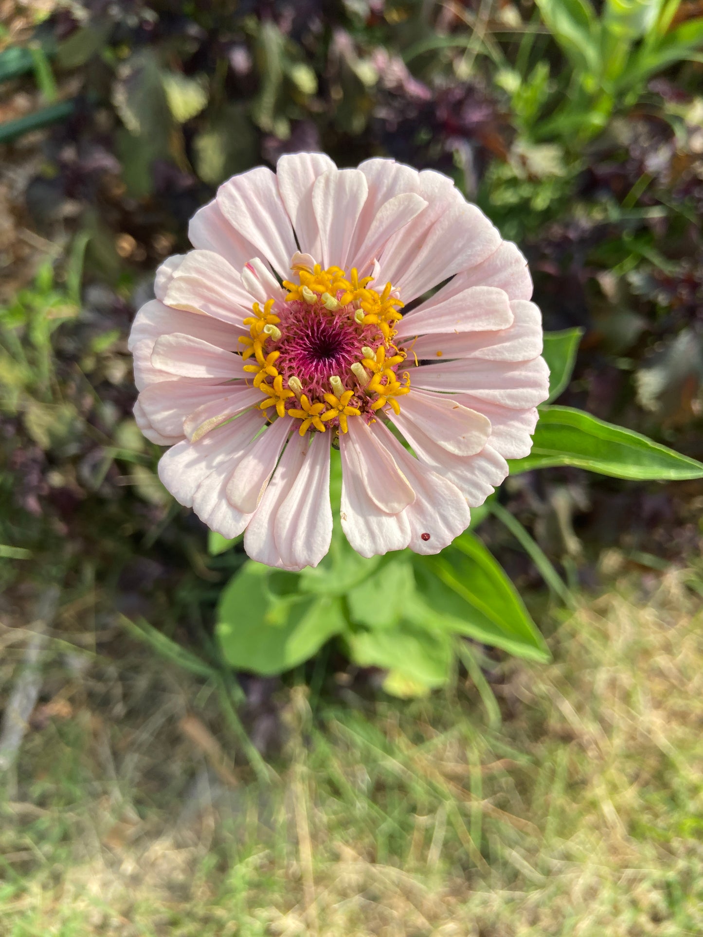 light pink zinnia