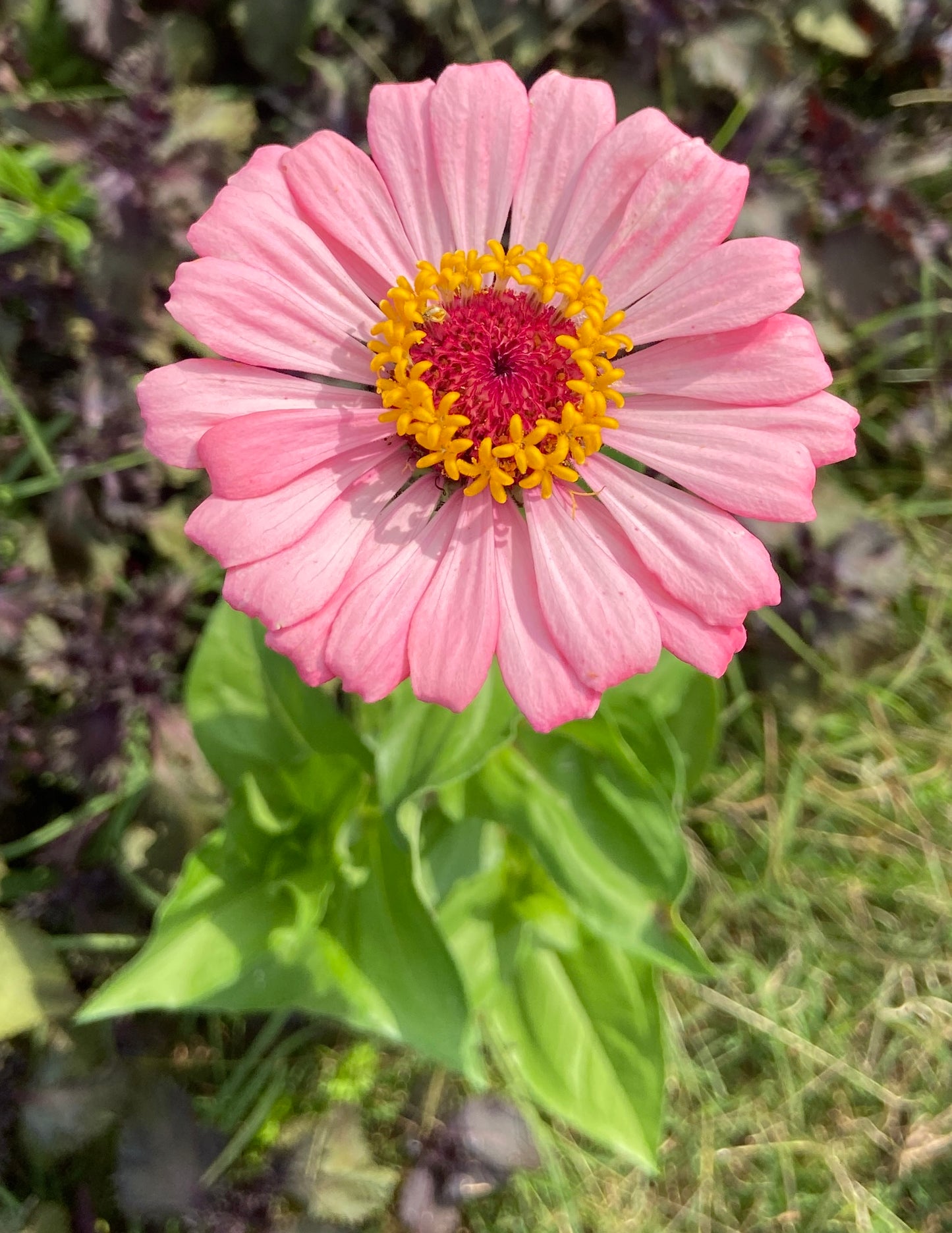 bright pink zinnia