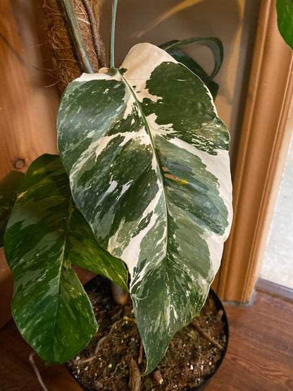 Epipremnum Pinnatum Variegata Albo