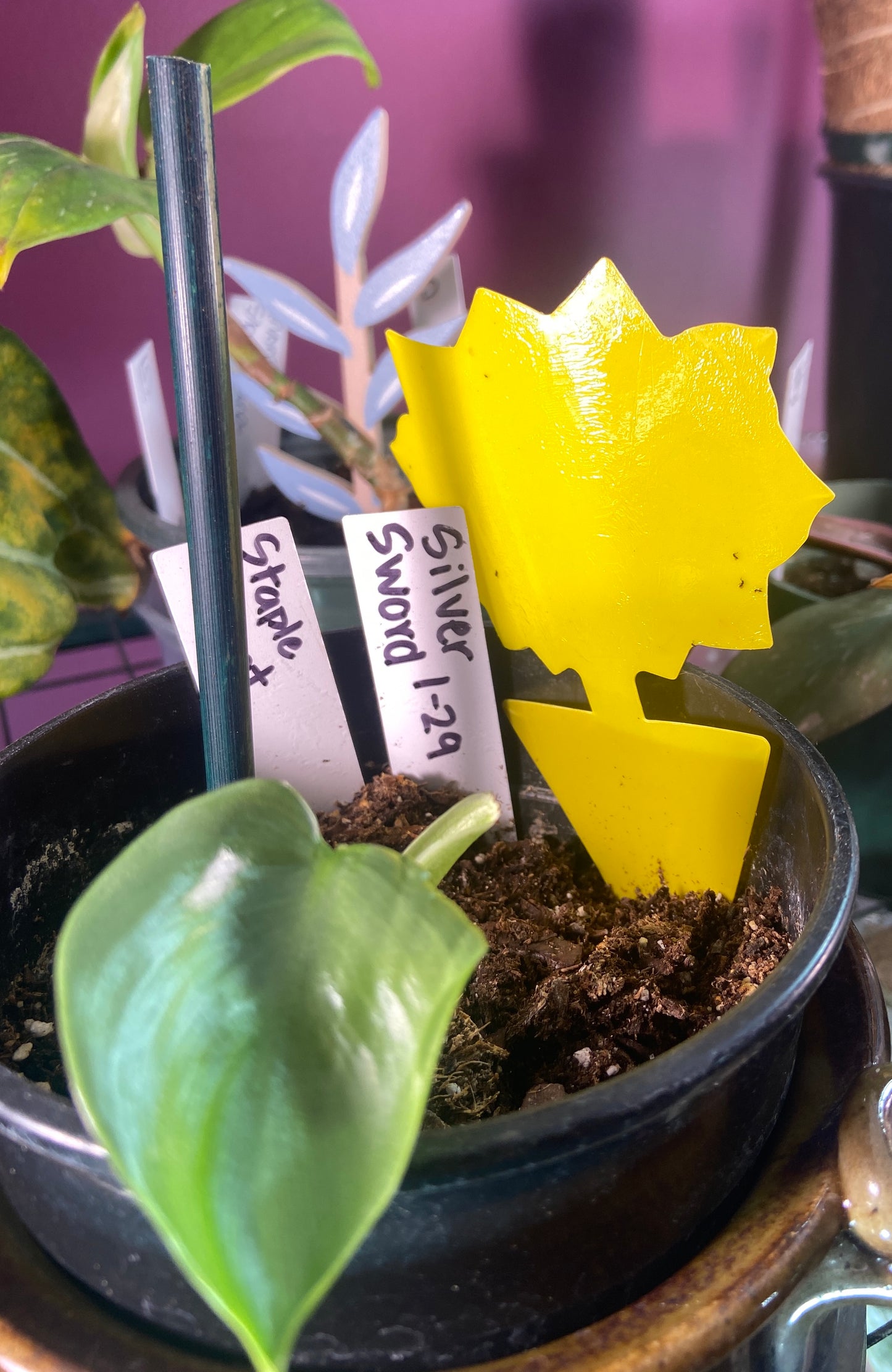 yellow sticky trap in plant