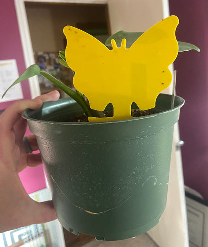 yellow sticky trap in pot