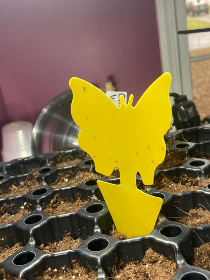 yellow sticky trap in plant