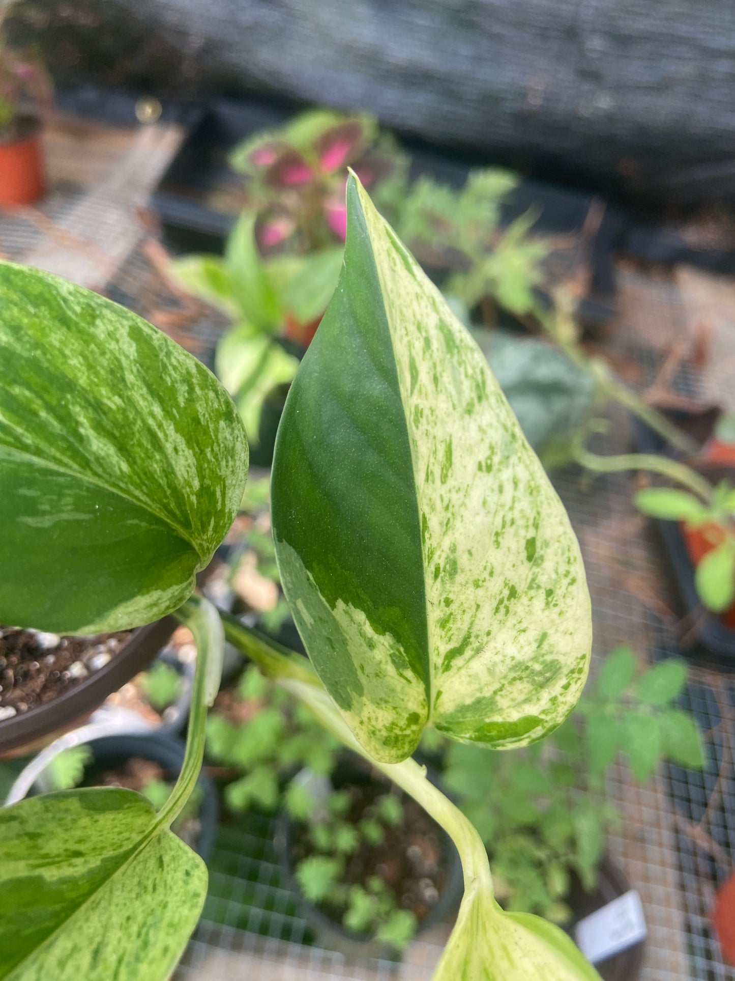 marble queen pothos