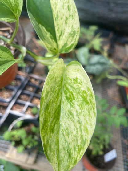 marble queen pothos