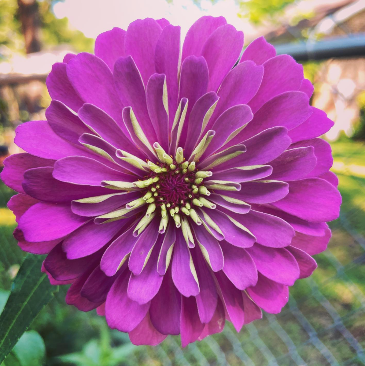 pink zinnia flower